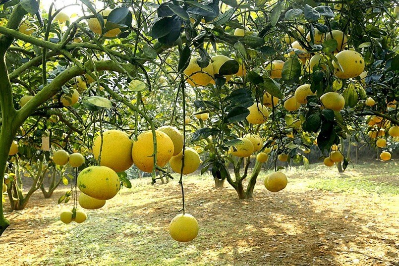 Bưởi Đoan Hùng Phú Thọ