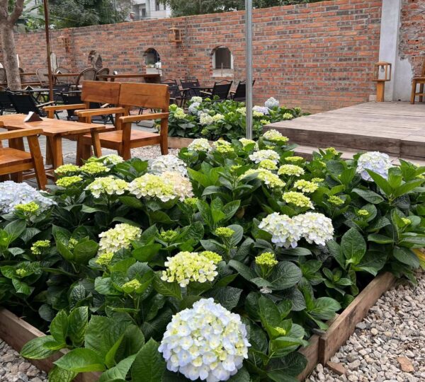 Đu Đưa Cafe – Không gian thư giãn giữa lòng Việt Trì